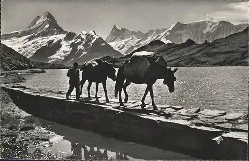 Bachalpsee Faulhornpost Pferde Kat. Grindelwald