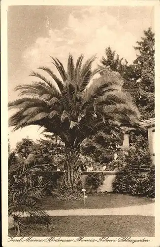 Mainau Schlossgarten Phoenix-Palme Kat. Konstanz