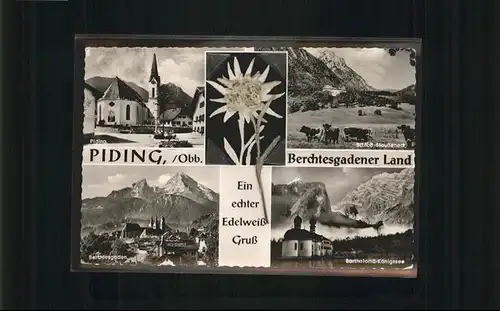Piding Bartholomae Koenigsee Schloss Kuehe Edelweiss / Piding /Berchtesgadener Land LKR