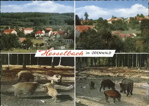 Hesselbach Odenwald Wildschweine Gasthaus Pension Zum Gruenen Baum Kat. Hesseneck