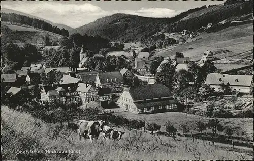 Oberkirchen Sauerland Kuehe Kat. Schmallenberg