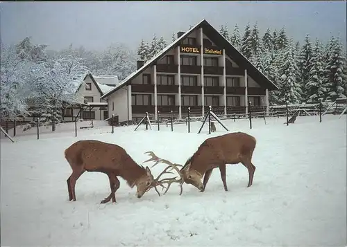 Obersteinebach Waldhotel Pension Heiderhof Wildpark Hirsche Kat. Obersteinebach