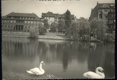 Berlin Lietzensee Schwaene Kat. Berlin