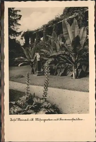 Insel Mainau Bananenstauden / Konstanz Bodensee /Konstanz LKR