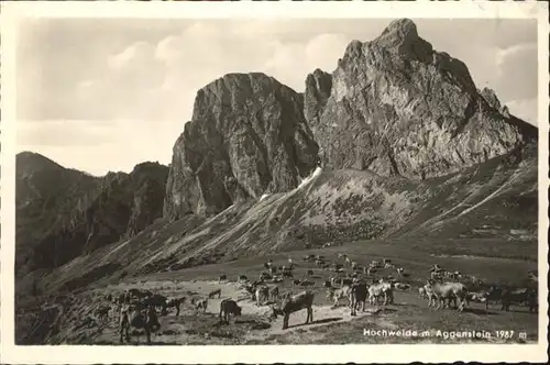 Aggenstein Hochweide / Pfronten /Ostallgaeu LKR