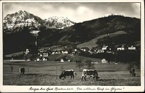 Anger Bayern bei Bad Reichenhall Kuehe  / Anger /Berchtesgadener Land LKR