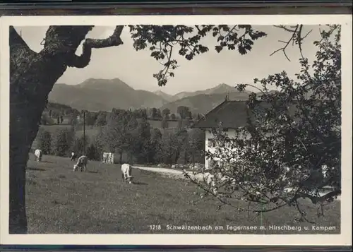 Schwaerzenbach Tegernsee Hirschberg Kampen Kuehe