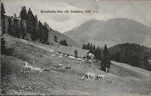 Sulzberg Allgaeu Schuhbraeu Alm Kuehe / Sulzberg /Oberallgaeu LKR
