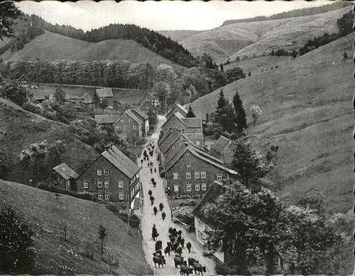 Lerbach Harz Kuehe Kat. Osterode am Harz