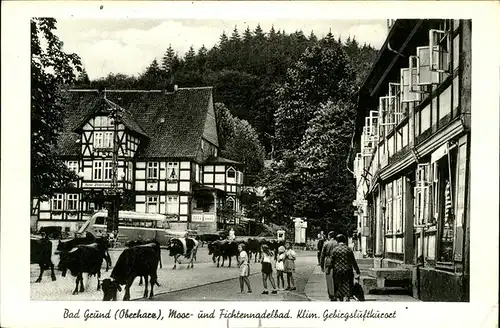 Bad Grund Harz Kuehe Kat. Bad Grund (Harz)