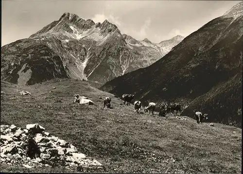 biberkopf Kuehe Alpweide Kat. Oberstdorf