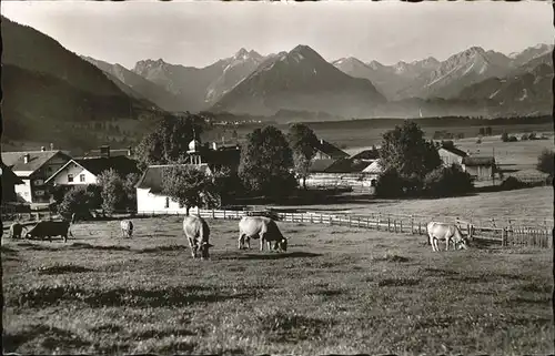 Rubi Kuehe Weide Kat. Oberstdorf