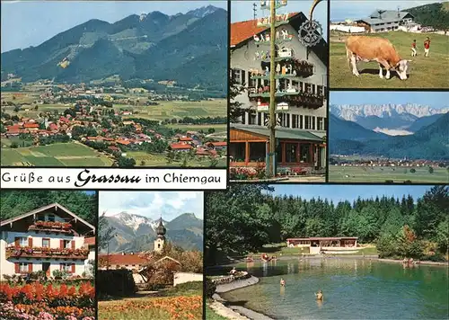 Grassau Chiemgau Schwimmbad Kuehe Kat. Grassau