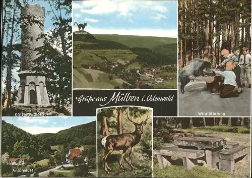 Muelben Katzenbuckelturm Wildfuetterung Antonslust Hirsch Kat. Waldbrunn
