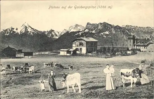 Gaisbergspitze Plateau Kuehe Schaefer Familie Kat. Salzburg