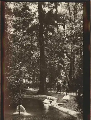 Baden AG Schwaene Teich Kat. Baden