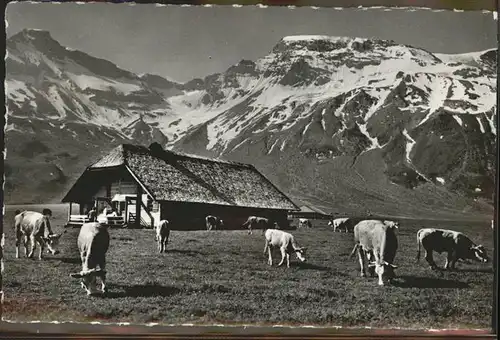 Adelboden BE Alp Engstligen Steghorn Wildstrubel