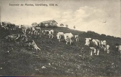 Montoz Werdiberg Kuehe Kat. Montoz