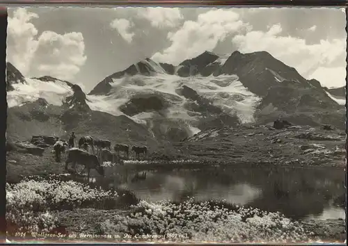 Piz Cambrena Wollgras See Berninapass Kat. Piz Cambrena