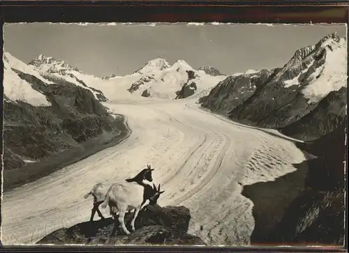 Eggishorn Jungfrau Moench Eiger Gr. Aletschgletscher Ziegen Kat. Eggishorn