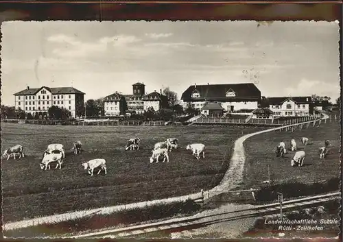 Zollikofen Landwirtschaftliche Schule Kuehe Kat. Zollikofen