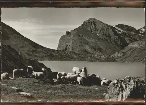 Kandersteg BE Leukerbad Gemmipass Schafen Daubensee Daubenhorn Kat. Kandersteg