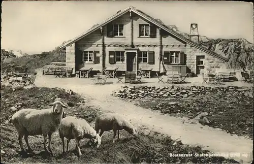 Sustenpass Restaurant Passhoehe Schafe Terrasse Kat. Susten