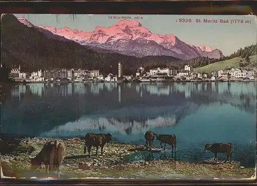 St Moritz GR St Moritzersee Kuehe Piz Della Margna Graubuenden Kat. St Moritz