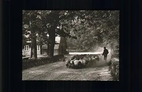 Wilsede Lueneburger Heide Austrieb der Schnucken in Wilsede Lueneburger Heide / Bispingen /Soltau-Fallingbostel LKR