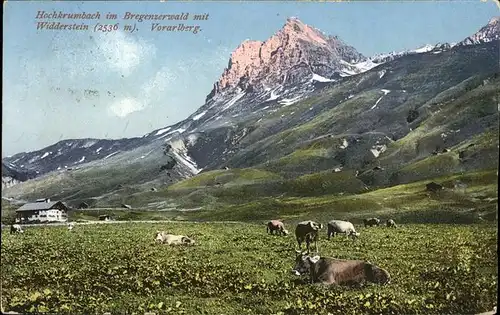 Hochkrumbach Widderstein Kuehe / Warth Vorarlberg /Bludenz-Bregenzer Wald