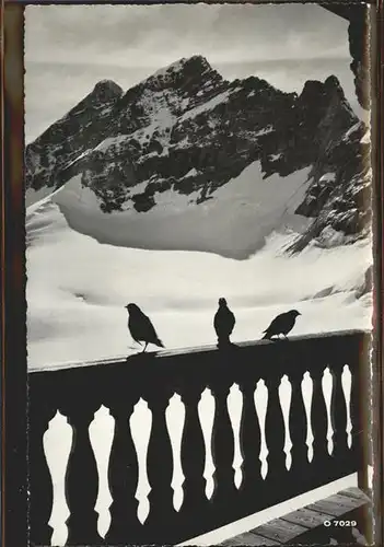 Jungfraujoch Bergdohlen beim Hotel Berghaus mit Blick auf Jungfrau Kat. Jungfrau