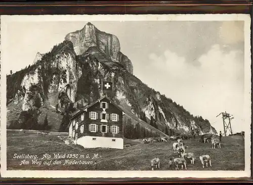 Seelisberg UR Alp Weid Kuehe / Seelisberg /Bz. Uri