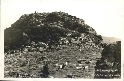 Arberspitze Kuehe