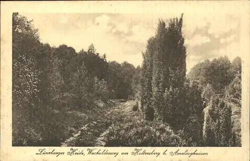 Amelinghausen Lueneburger Heide Wacholderweg am Holtersberg Kat. Amelinghausen