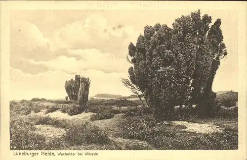 Lueneburger Heide Wacholder bei Wilsede Kat. Walsrode