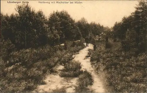 Lueneburger Heide Heideweg mit Wacholder bei Mueden Kat. Walsrode
