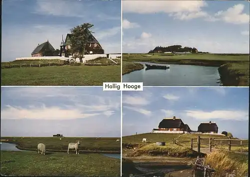 Hallig Hooge Kirchwarft Backenswarft Schafe Westerwarft Kat. Hooge