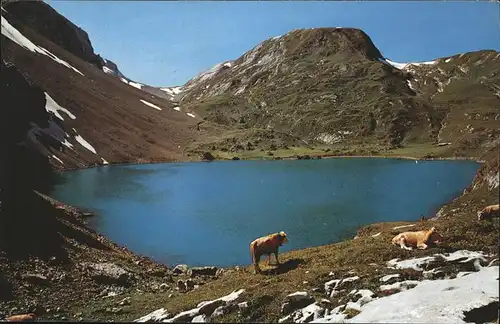 Lenk Simmental Iffigensee und Niesenhorn Kat. Lenk Simmental