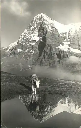 Brunnen SZ Kuh mit Alpenpanorama Kat. Brunnen