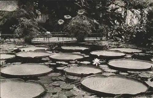 Dahlem Berlin Botanischer Garten Seerosen Kat. Berlin