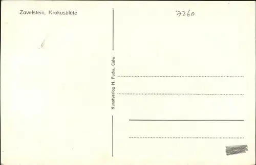 kk14478 Zavelstein Ortsansicht Krokusbluete Kategorie. Bad Teinach-Zavelstein Alte Ansichtskarten