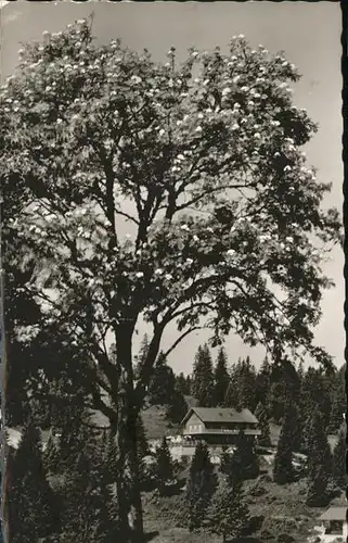 Feldberg Schwarzwald Gasthaus Pension zum Auerhahn Fruehlingsbluete Kat. Feldberg (Schwarzwald)