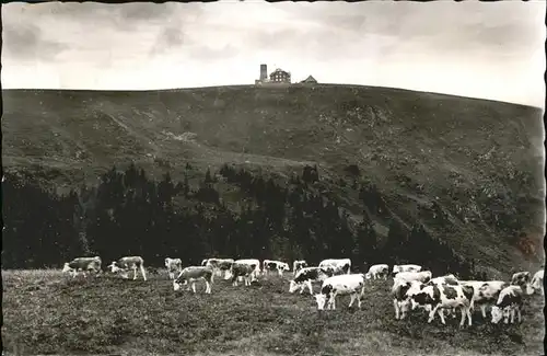 Feldberg Schwarzwald Gipfel mit Feldbergturm Sommer Kuhweide Kat. Feldberg (Schwarzwald)