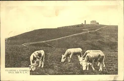 Feldberg Schwarzwald Gipfel mit Feldbergturm und Gasthaus Viehweide Kuh Kat. Feldberg (Schwarzwald)