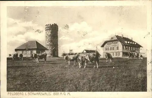 Feldberg Schwarzwald Gipfel mit Feldbergturm und Gasthaus Viehweide Kuh Kat. Feldberg (Schwarzwald)