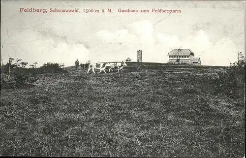 Feldberg Schwarzwald Gasthaus zum Feldbergturm mit neuem Friedrich Luisen Turm Viehweide Kuh Kat. Feldberg (Schwarzwald)