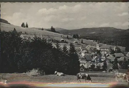 Altglashuetten Panorama Viehweide Kuh Kat. Feldberg (Schwarzwald)