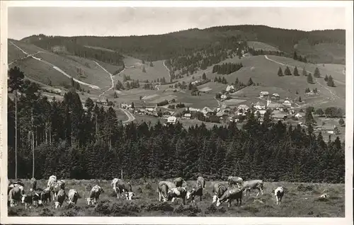 Altglashuetten Panorama Viehweide Kuh Kat. Feldberg (Schwarzwald)