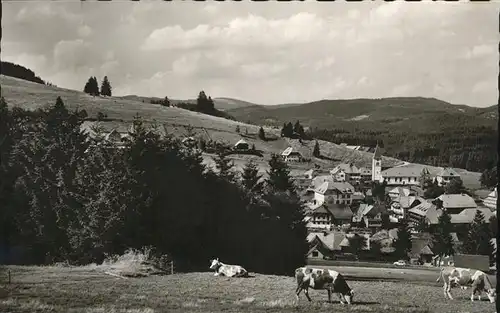 Altglashuetten Panorama Viehweide Kuh Kat. Feldberg (Schwarzwald)