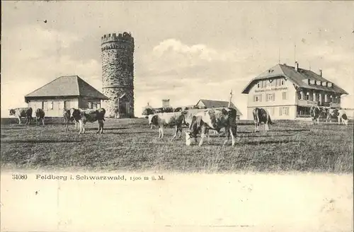 wz81960 Feldberg Schwarzwald Gasthaus zum Feldbergturm Viehweide Kuh Kategorie. Feldberg (Schwarzwald) Alte Ansichtskarten